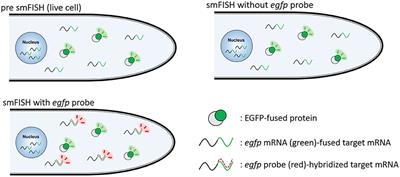 Correlative Localization Analysis Between mRNA and Enhanced Green Fluorescence Protein-Fused Protein by a Single-Molecule Fluorescence in situ Hybridization Using an egfp Probe in Aspergillus oryzae